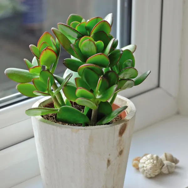 Jade_Plant_(Hybrid,_Pack_of_1)