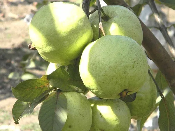 Guava_Plant_(Hybrid,_Pack_of_1)