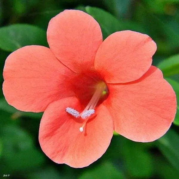 Baleria_Plant_(Hybrid,_Pack_of_1)