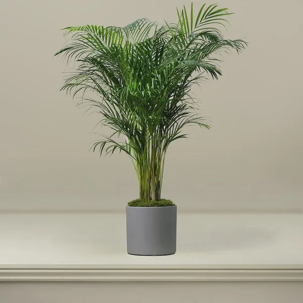 Areca_Palm_(Hybrid,_Pack_of_1)