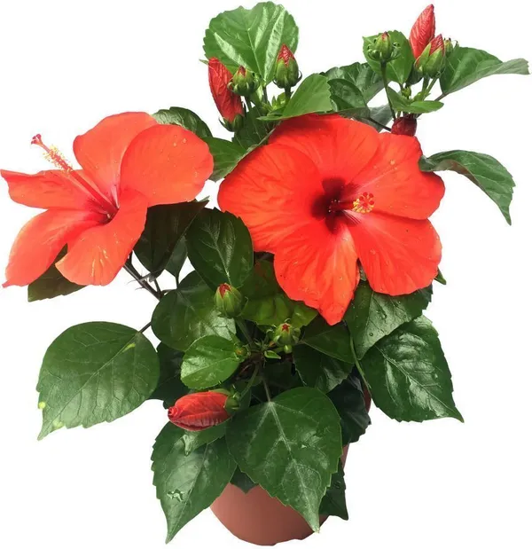 Hibiscus_Plant_(Hybrid,_Pack_of_1)