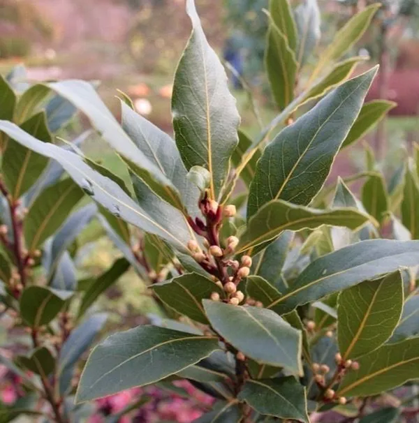 Bay_Leaf_Plant_(Hybrid,_Pack_of_1)