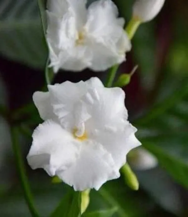 Jasmine_Plant_(Hybrid,_Pack_of_1)