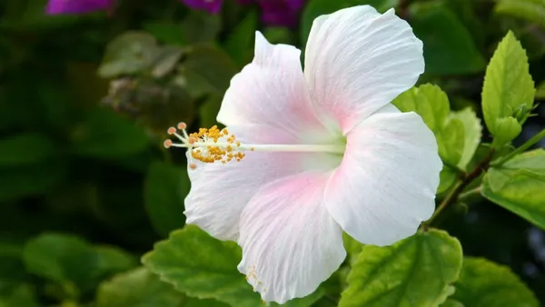 Hibiscus_Plant_(Hybrid,_Pack_of_1)