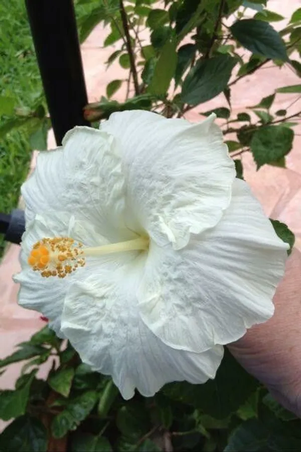 Hibiscus_Plant_(Hybrid,_Pack_of_1)