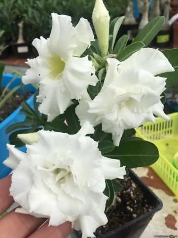 Adenium_Plant_(Hybrid,_Pack_of_1)