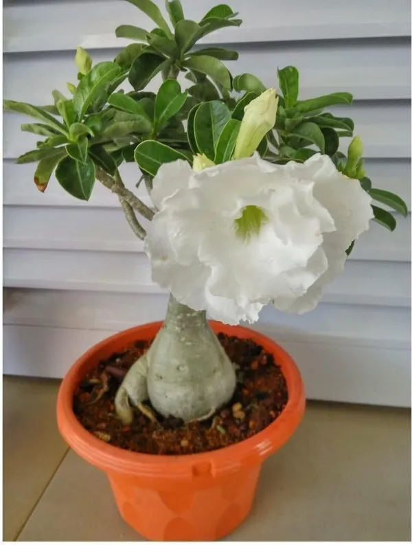 Adenium_Plant_(Hybrid,_Pack_of_1)
