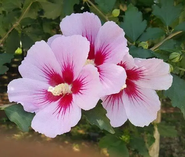 Hibiscus_Plant_(Hybrid,_Pack_of_1)