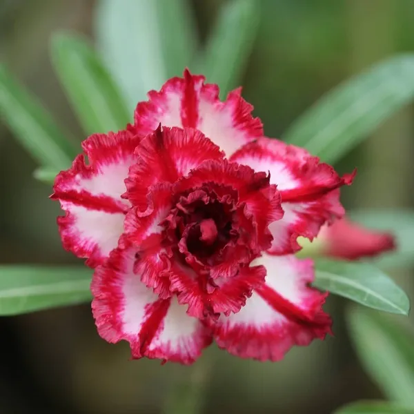 Adenium_Plant_(Hybrid,_Pack_of_1)