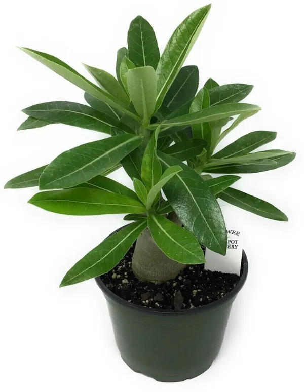Adenium_Plant_(Hybrid,_Pack_of_1)