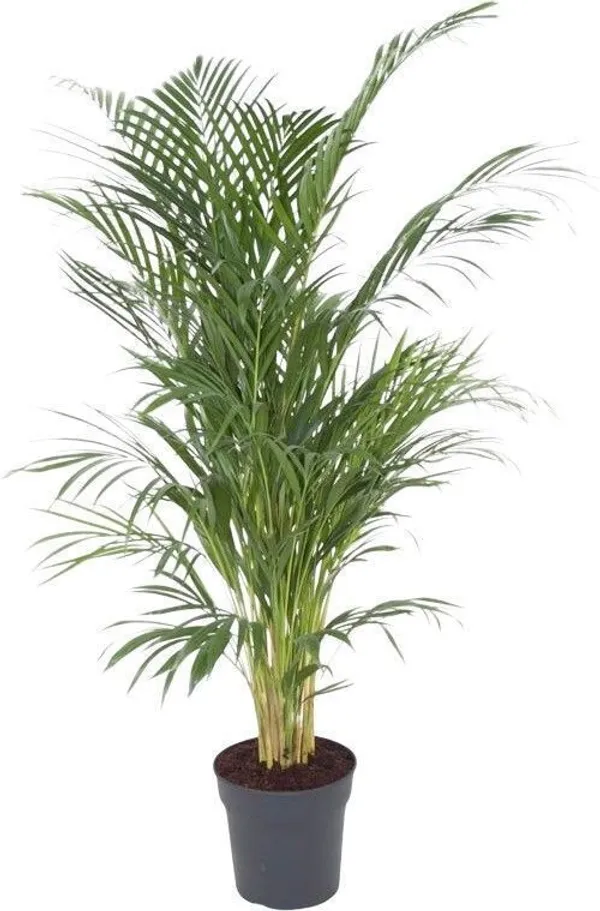 Areca_Palm_(Hybrid,_Pack_of_1)