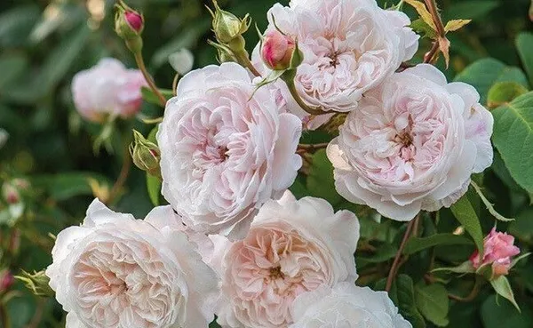 Rose_Plant_(Hybrid,_Pack_of_1)