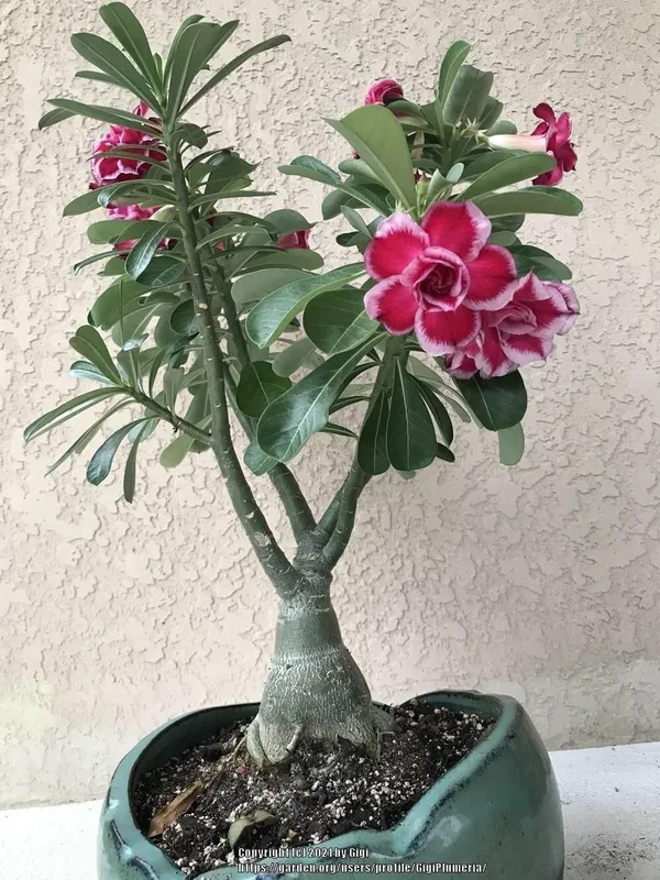 Adenium_Plant_(Hybrid,_Pack_of_1)