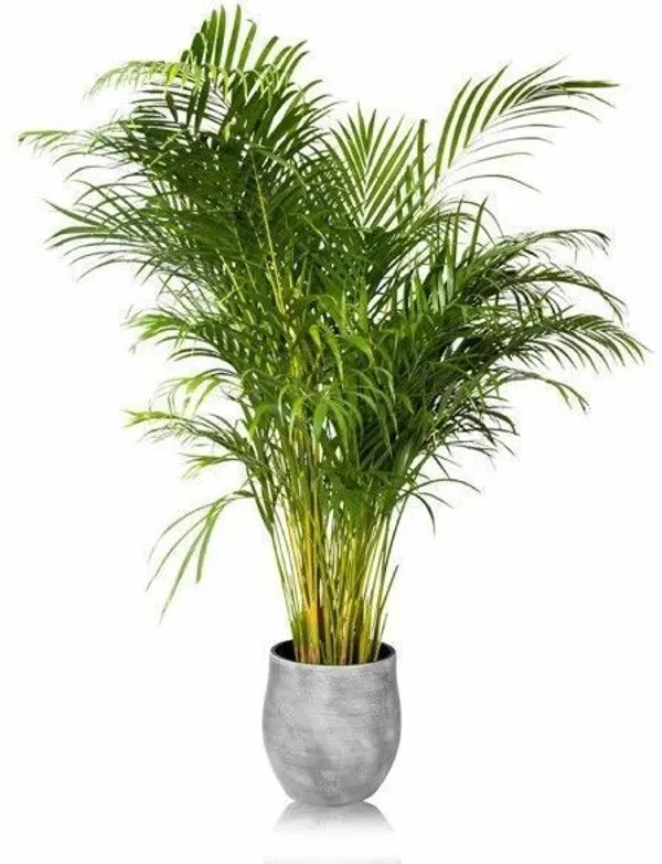 Areca_Palm_(Hybrid,_Pack_of_1)