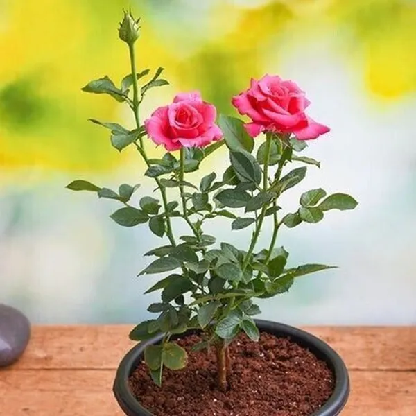 Baby_Sun_Rose_Plant_(Hybrid,_Pack_of_1)