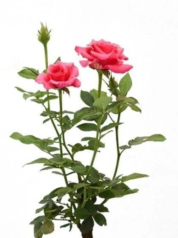 Baby_Sun_Rose_Plant_(Hybrid,_Pack_of_1)