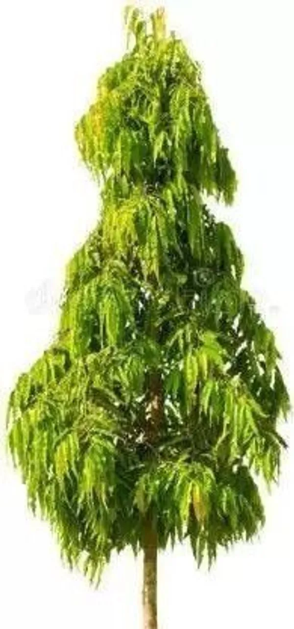 Ashok_Plant_(Hybrid,_Pack_of_1)