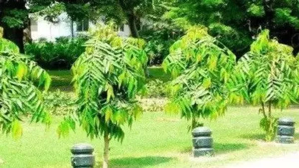 Ashok_Plant_(Hybrid,_Pack_of_1)
