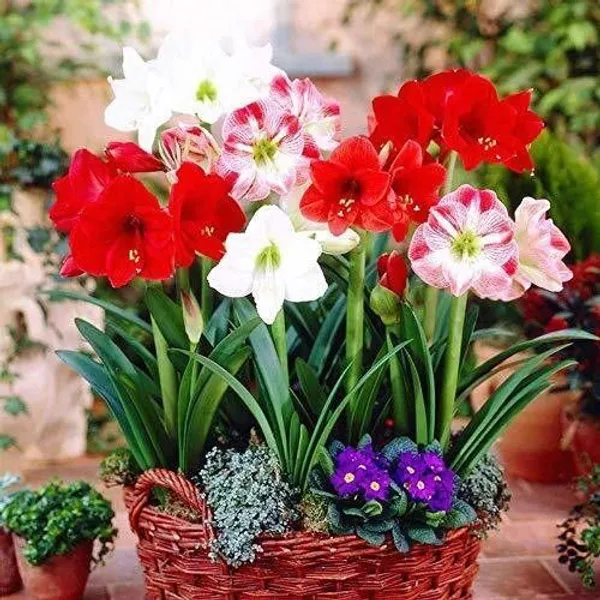 Lily_Plant_(Hybrid,_Pack_of_1)