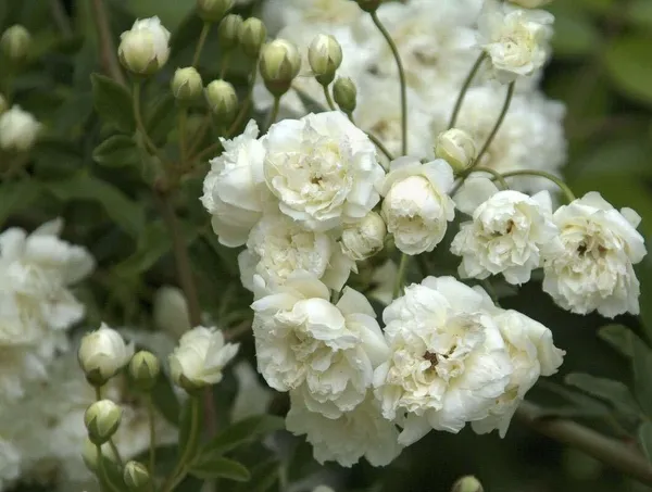 Rose_Plant_(Hybrid,_Pack_of_1)