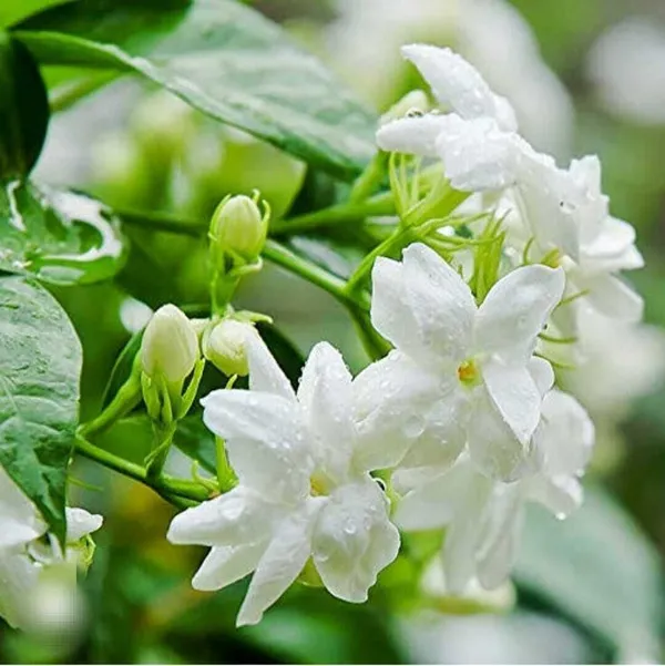 Jasmine_Plant_(Hybrid,_Pack_of_1)
