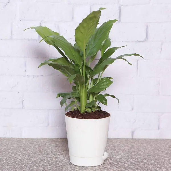 Lily_Plant_(Hybrid,_Pack_of_1)
