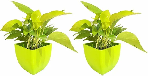 Money_Plant_(Hybrid,_Pack_of_1)