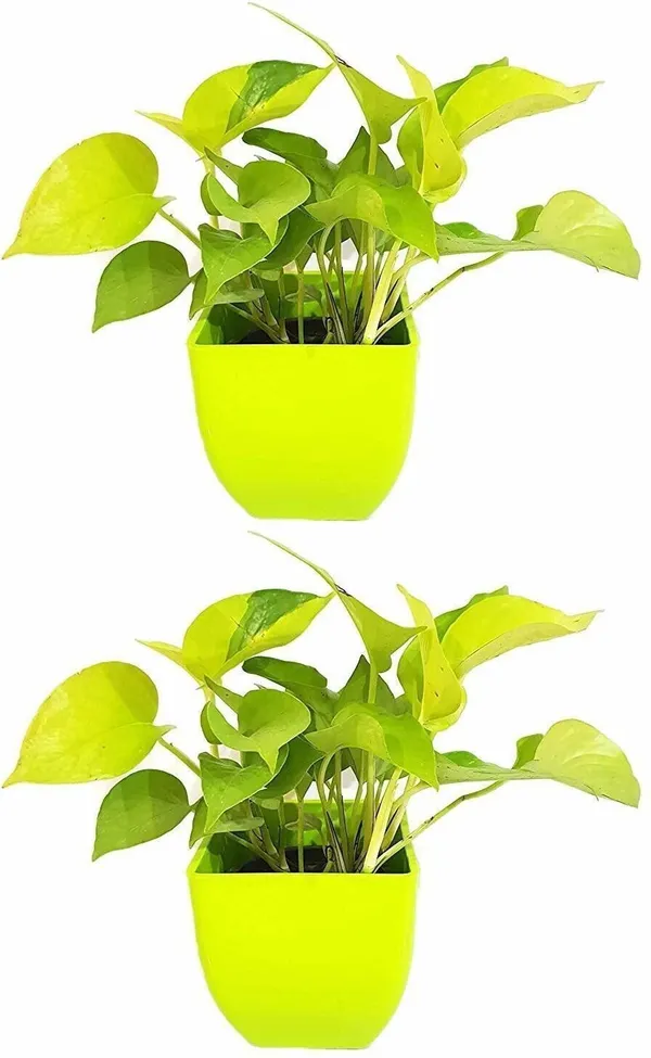 Money_Plant_(Hybrid,_Pack_of_1)