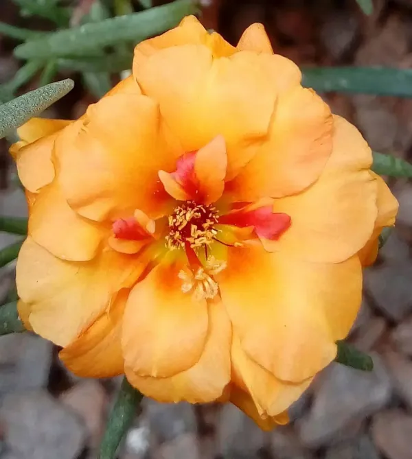 Portulaca_Plant_(Hybrid,_Pack_of_1)