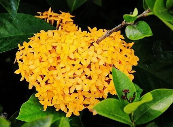 Trothic_Ixora/Chethi_Plant_(Hybrid,_Pack_of_1)