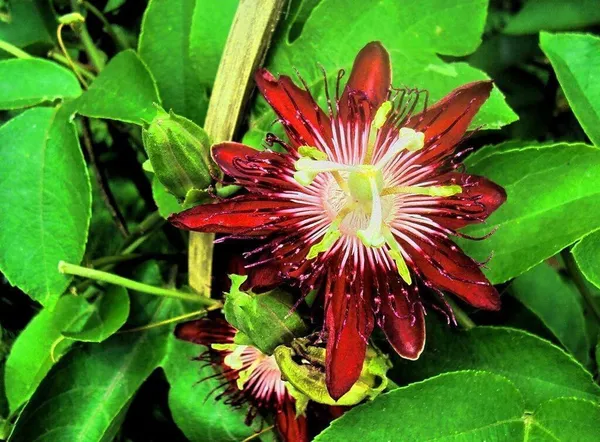 Passion_Plant_(Hybrid,_Pack_of_1)