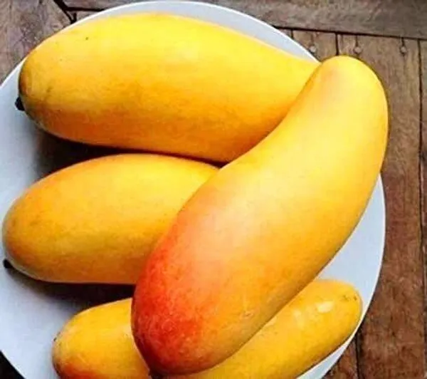 Mango_Plant_(Hybrid,_Pack_of_1)