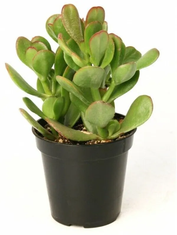 Crassula_Bonsai_Plant_(Hybrid,_Pack_of_1)