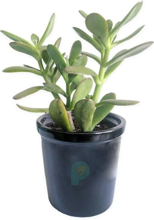 Crassula_Bonsai_Plant_(Hybrid,_Pack_of_1)