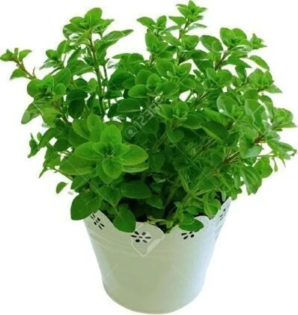 Marjoram_Plant_(Hybrid,_Pack_of_1)