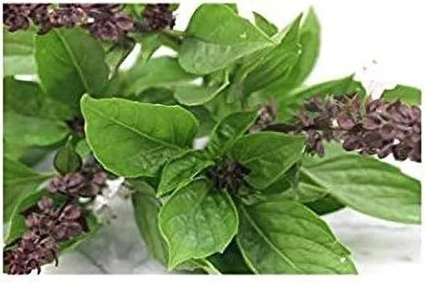 Marjoram_Plant_(Hybrid,_Pack_of_1)