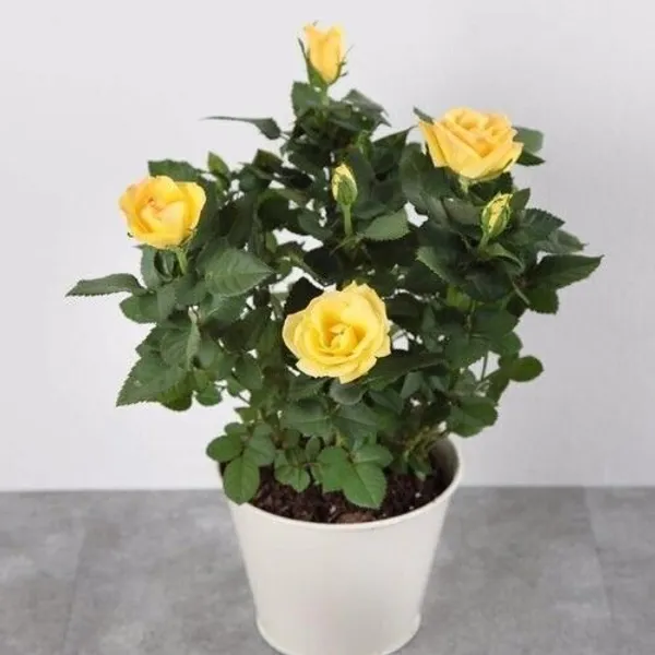 Rose_Plant_(Hybrid,_Pack_of_1)