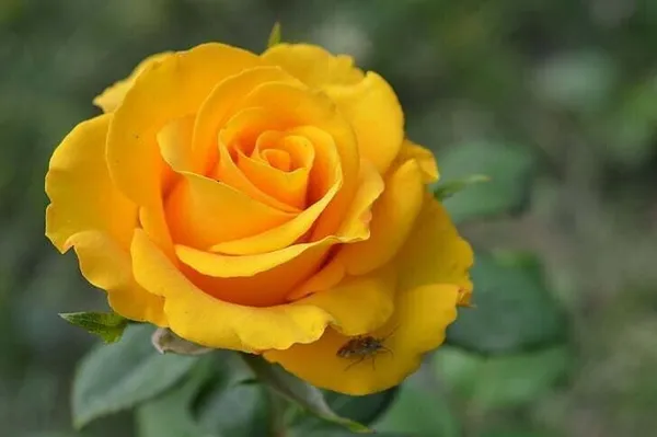Rose_Plant_(Hybrid,_Pack_of_1)