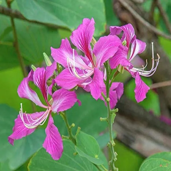 Bauhinia_Acuminata_Plant_(Hybrid,_Pack_of_1)