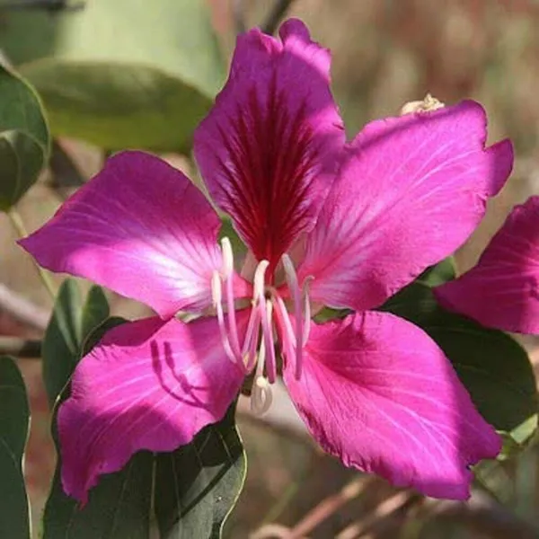 Bauhinia_Acuminata_Plant_(Hybrid,_Pack_of_1)