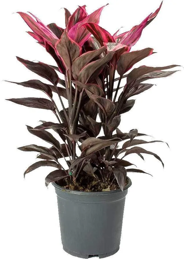 Dracaena_Plant_(Hybrid,_Pack_of_1)