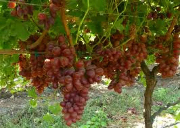 Grape_Plant_(Hybrid,_Pack_of_1)