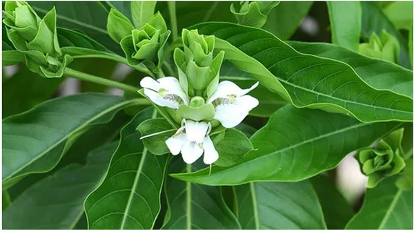 ZZ_Plant_(Hybrid,_Pack_of_1)