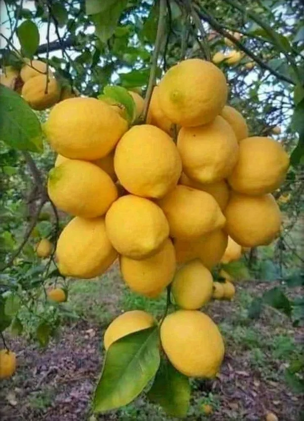 Lemon_Plant_(Hybrid,_Pack_of_1)