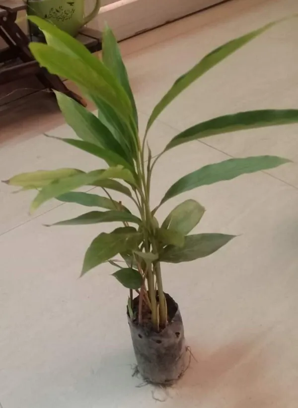 Elaichi/Cardamom_Plant_(Hybrid,_Pack_of_1)