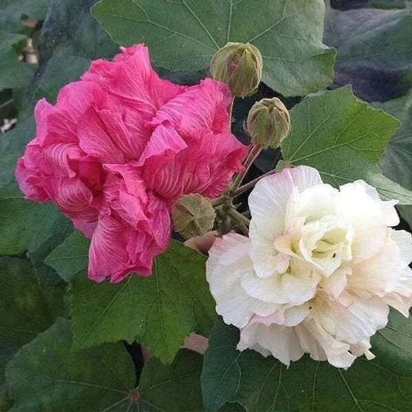 Hibiscus_Plant_(Hybrid,_Pack_of_1)
