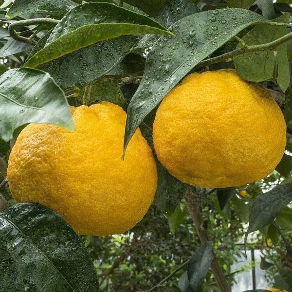 Lemon_Plant_(Hybrid,_Pack_of_1)