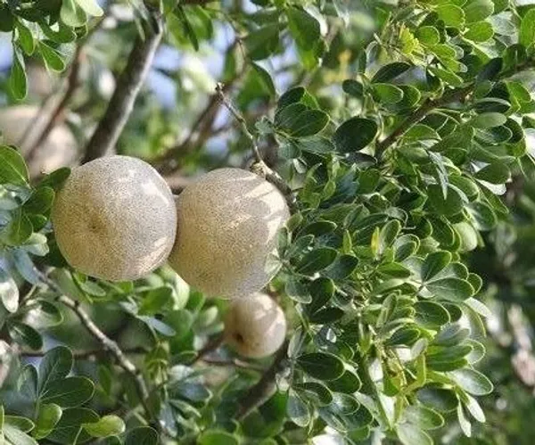 Wood_Apple_Plant_(Hybrid,_Pack_of_1)
