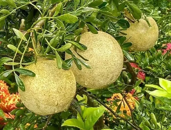 Wood_Apple_Plant_(Hybrid,_Pack_of_1)