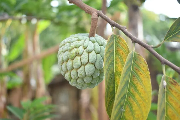 Custard_Apple_Plant_(Hybrid,_Pack_of_1)